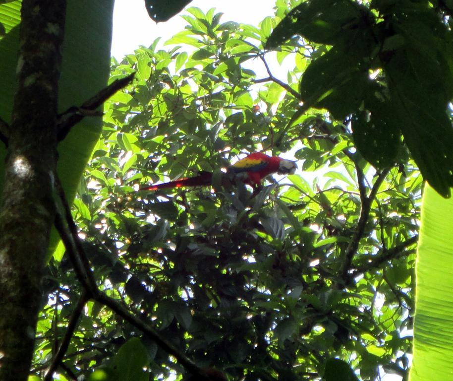 Cabinas Tropicales Puerto Jiménez Zewnętrze zdjęcie